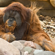 Illustration for article titled Evidence that wild orangutans are scary smart